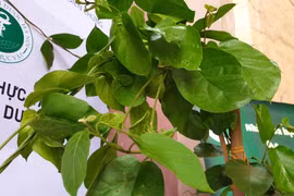 Cây dây thìa canh lá to. 