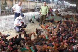 Khuyến cáo các biện pháp phòng lây nhiễm virus A/H5N8 sang người