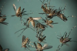 Muỗi Aedes Aegypti. (Ảnh: AFP/TTXVN)