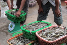 Nhiều mẫu tôm có phát hiện Phenol tại 4 tỉnh miền Trung tiếp tục được theo dõi. (Ảnh minh họa: TTXVN/Vietnam+)