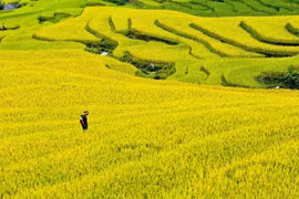[Photo] Ngỡ ngàng cảnh sắc Hoàng Su Phì “mùa vàng”