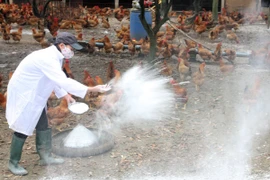 Phát hiện virus cúm A/H5N6 trên động vật ở Lạng Sơn và Hà Tĩnh