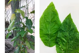 Điều trị cho một bệnh nhân tại Bệnh viện Nhi Trung ương. (Ảnh: Dương Ngọc/TTXVN)