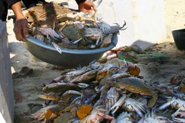 Người dân thu hoạch ghẹ. (Ảnh: TTXVN/Vietnam+)