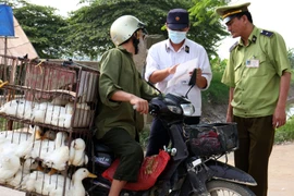 Cán bộ đoàn kiểm tra liên ngành đang kiểm tra giấy phép vận chuyển gia cầm của hộ kinh doanh . (Ảnh: Đình Huệ/TTXVN)