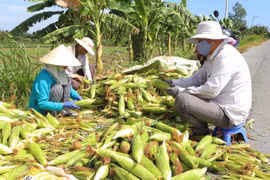 Food Evolution – Góc nhìn khách quan về thực phẩm biến đổi gene