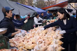 Kiểm tra an toàn vệ sinh thực phẩm tại một hộ kinh doanh thịt gia cầm ở chợ đầu mối tại Hà Nội. (Ảnh: Vũ Sinh/TTXVN)