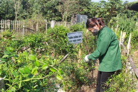 Phát triển kinh tế dược liệu: “Kho báu” khởi đầu từ cộng đồng 