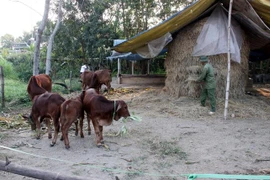 Ảnh minh hoạ. (Ảnh: Quang Cường/TTXVN)