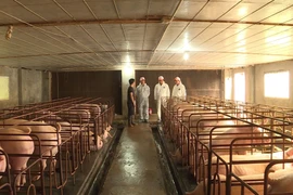 Chuồng trại chăn nuôi lợn được vệ sinh sạch sẽ phòng ngừa dịch bệnh. (Ảnh: Đinh Tuấn/TTXVN)