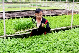 Bộ Y tế phát động chiến dịch tuần lễ dinh dưỡng và phát triển 