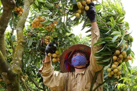 Người dân thu hoạch vải thiều. (Ảnh: Thành Đạt/TTXVN)