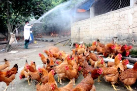 Phun thuốc khử độc, tiêu độc tại trang trại chăn nuôi. (Ảnh: TTXVN/Vietnam+)
