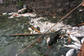 Cá chết tại khu vực Hồ Tây. (Ảnh: Sơn Bách/Vietnam+)