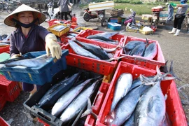 Người dân vận chuyển cá từ biển vào bờ để đi tiêu thụ. (Ảnh: TTXVN/Vietnam+)