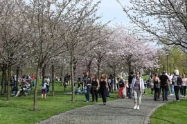 Du khách ngắm hoa anh đào nở rộ tại lễ hội. (Ảnh: THX/TTXVN)