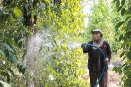 Chăm sóc hồ tiêu ở "thủ phủ” Bình Phước. (Ảnh: Dương Chí Tưởng/TTXVN)