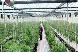 Mô hình trồng cà chua công nghệ cao. (Ảnh: Bùi Đức Hiếu/TTXVN)