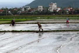 (Ảnh: Thế Lập/TTXVN)