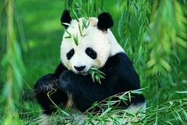 Chiêm ngưỡng khả năng hội họa của một bà mẹ gấu trúc tại Áo