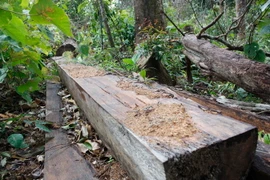 Những tấm gỗ bìa bị khai thác rái phép diễn ra trên địa bàn xã Chư Đang Ya thời gian qua, huyện Chư Pah. (Ảnh: Dư Toán/TTXVN)