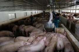 (Ảnh: Vũ Sinh/TTXVN)