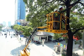 Công nhân Công ty Công viên cây xanh Hà Nội cắt tỉa cây trên đường Trần Duy Hưng, Hà Nội, chuẩn bị cho mùa mưa bão. (Ảnh: Huy Hùng/TTXVN)