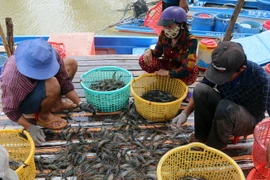 Thu hoạch tôm càng xanh. (Ảnh: Lê Huy Hải/TTXVN)