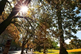 Màu nắng Sydney chiều cuối thu. (Ảnh: Quang Hải/TTXVN) 