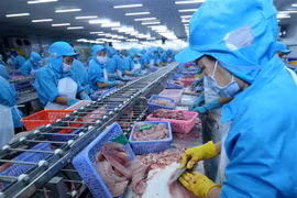 Dây chuyền chế biến cá tra xuất khẩu. (Ảnh: Vũ Sinh/TTXVN) 