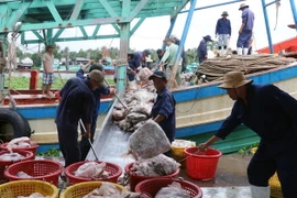 Chuyển cá lên bờ. (Ảnh: Lê Huy Hải/TTXVN)