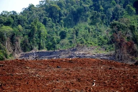 Gần 15ha rừng tại Đắk Nông thuộc lâm phần do Công ty TNHH MTV Lâm nghiệp Quảng Sơn quản lý đã bị phá trắng, đốt trụi. (Ảnh: Hưng Thịnh/TTXVN)