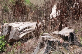 Nhiều gốc cây cổ thụ lớn trong Khu Bảo tồn thiên nhiên Nam Kar bị cưa ngang gốc để lấy gỗ. (Ảnh: Phạm Cường/TTXVN)