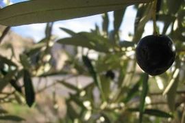 (Nguồn: euractiv.com)