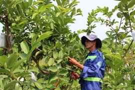 Nhân công tỉa cành, cắt lá và bao quả tại vườn ổi hơn 1.000 gốc ổi giống Đồng Nai của tỉnh Tiền Giang. (Ảnh: Xuân Dự/TTXVN)