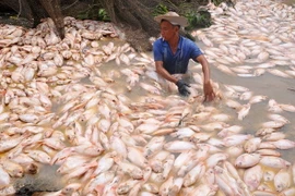 Bước đầu, cơ quan chức năng nhận định tình trạng cá chết hàng loạt là do sự biến đổi bất lợi của môi trường nước. (Ảnh: Lê Xuân/TTXVN)