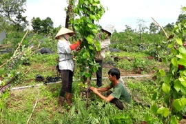 Anh Đỗ Đình Hưng ở Ấp Sóc Bưng, xã Thanh Phú, thị xã Bình Long, tỉnh Bình Phước, bị thiệt hại 1.600 trụ tiêu do lốc xoáy tàn phá. (Ảnh: Dương Chí Tưởng/TTXVN)