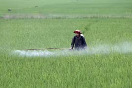 Gần 20 tỷ đồng xây dựng vùng lúa chất lượng cao tại Tây Ninh