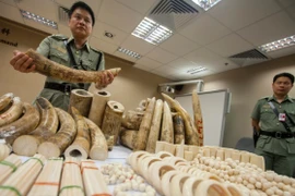 Trung Quốc cấm nhập khẩu sản phẩm làm bằng ngà voi 