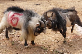 Xem chọi dê của đồng bào Mông tại Hà Nội vào dịp nghỉ lễ 30/4