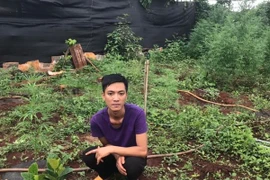 Đối tượng Khoa tại khu vực vườn trồng cây cần sa. (Ảnh: Hồng Điệp/TTXVN)