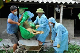 Lợn mắc bệnh dịch tả lợn châu Phi bị chết tại một hộ chăn nuôi ở xã Quang Thiện (huyện Kim Sơn) được lực lượng chức năng đưa đi tiêu hủy. (Ảnh: Minh Đức/TTXVN)