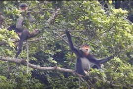 Đàn Voọc Chà vá chân xám phát hiện tại núi Hòn Dồ, xã Tam Mỹ Tây, huyện Núi Thành, tỉnh Quảng Nam. (Ảnh: Hữu Trung, Văn Tuấn/TTXVN)