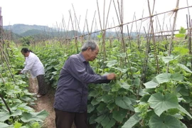 Tạo cơ chế thu hút đầu tư sản xuất nông nghiệp quy mô lớn