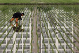 Hàn Quốc đối mặt tình trạng thừa cung gạo trong năm nay