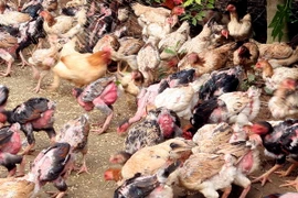 Nguồn cung tăng, Gà Đông Tảo ở Đồng Nai vẫn “cháy” hàng