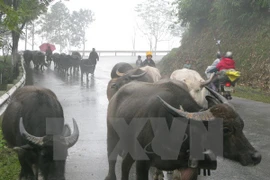 Bắc bộ rét đậm, mưa to diện rộng, vùng núi cao có thể băng giá