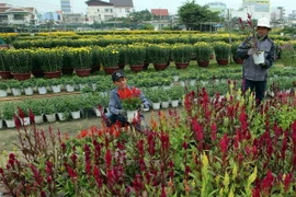 Các vùng trồng hoa Đà Nẵng chuẩn bị Tết nhiều loài hoa lạ