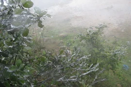 Sương muối xuất hiện đồng loạt ở vùng cao Sa Pa và Bát Xát