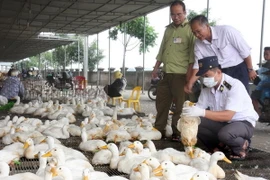 Tổ chức chiến dịch kiểm tra an toàn thực phẩm dịp Tết Nguyên đán